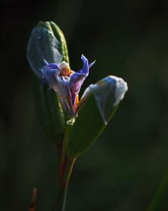 Iris Emerging